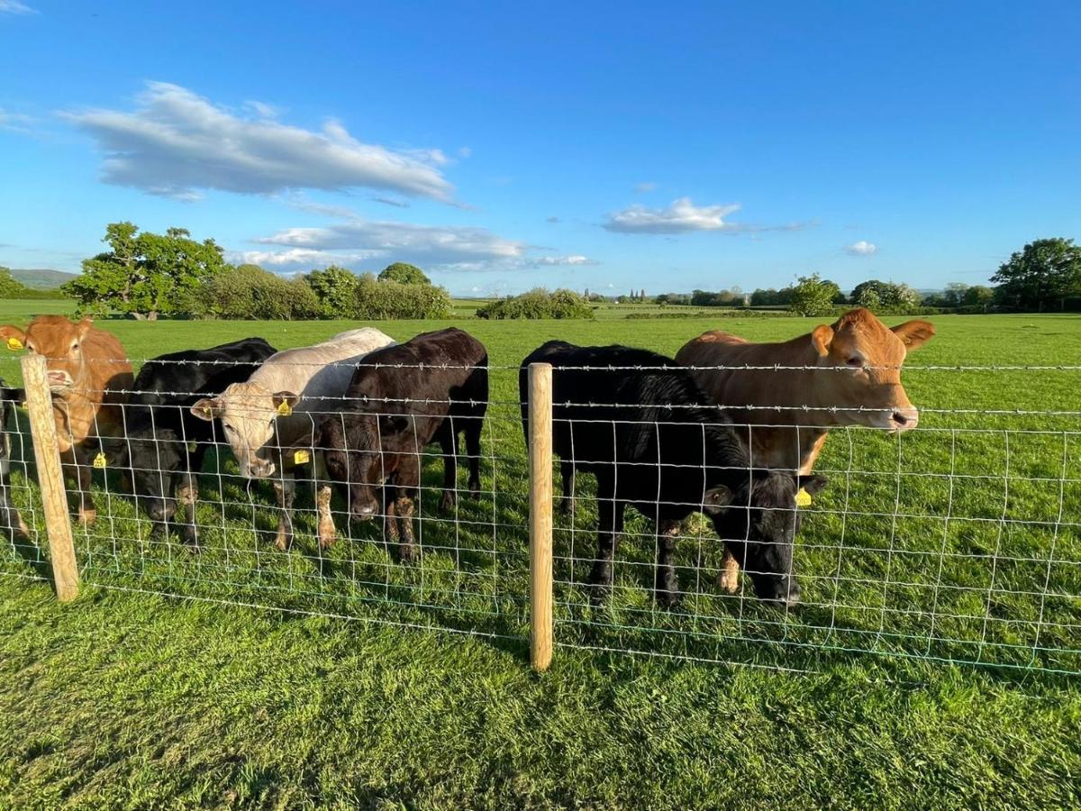 Hotel Abbey Farm Luxury Glamping à Rhuddlan Extérieur photo