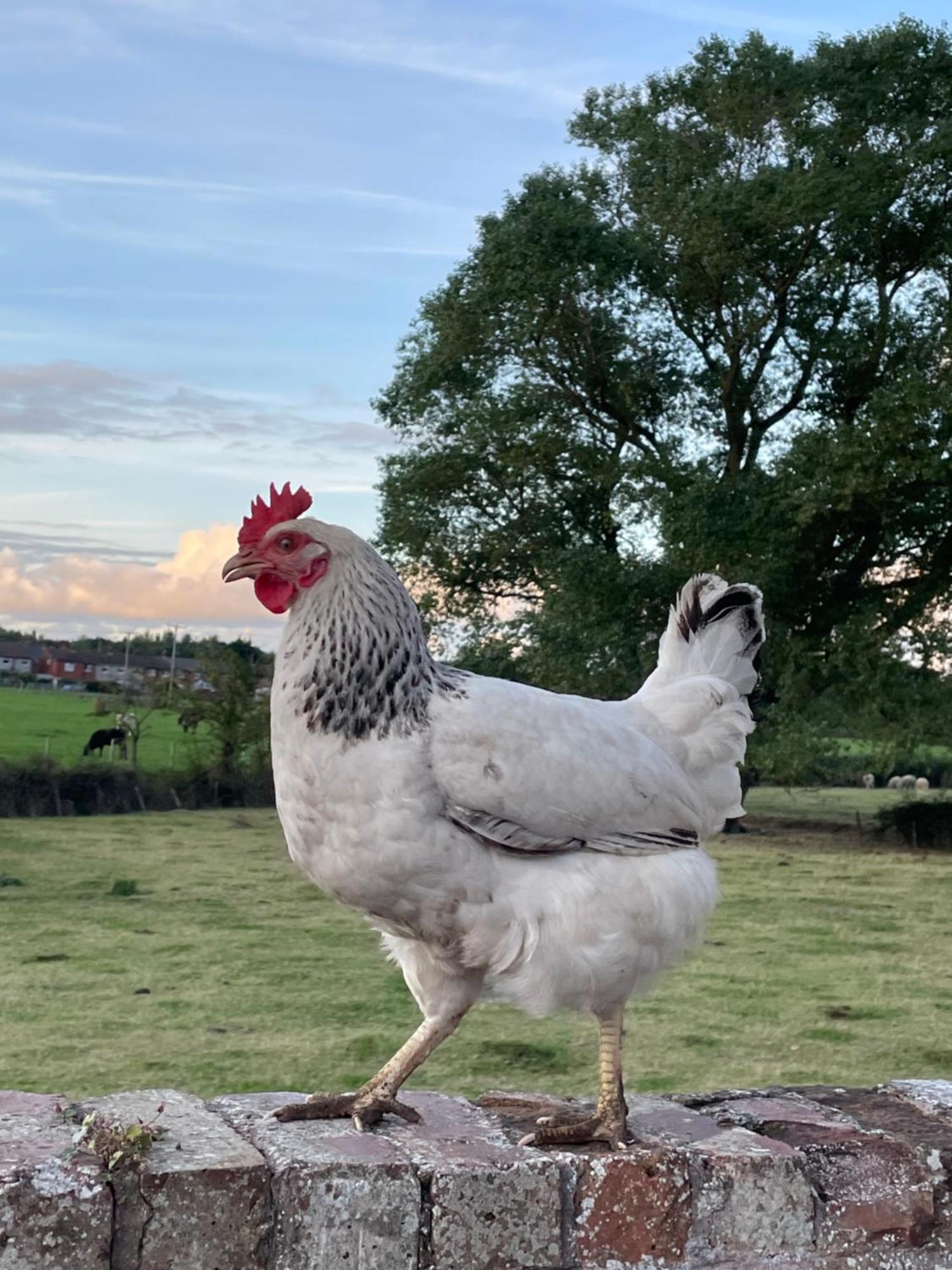 Hotel Abbey Farm Luxury Glamping à Rhuddlan Extérieur photo