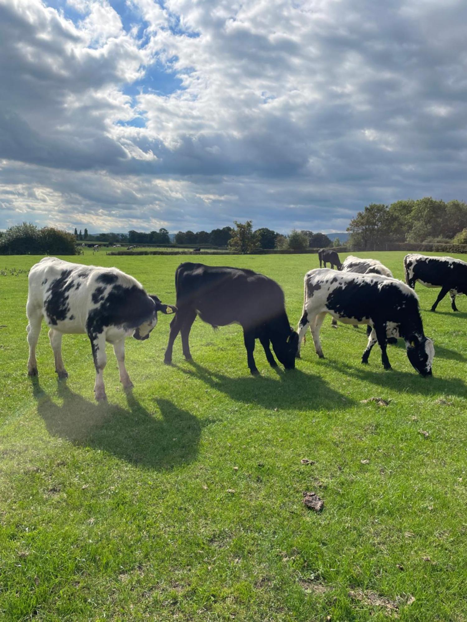 Hotel Abbey Farm Luxury Glamping à Rhuddlan Extérieur photo